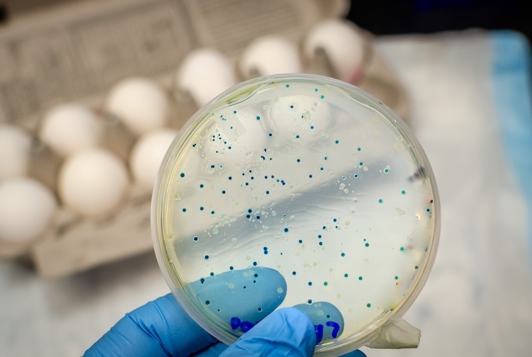 Bacteria isolated from eggs and cultured in culture plate